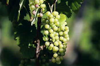winogrona, winorośl, wino, uprawa winorośli, żniwa, produkty, rolnictwo, Rebstock, uroczy, owoc, jedzenie