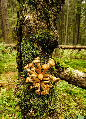 transylvania, apuseni, nature, trees, forest, moss, fungus, mushroom, fungi, flora
