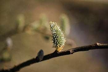 willow catkin, pastvina, jaro, květ, větev, strom, keř, jehnědy, Příroda, Rostlina vrba, zblízka