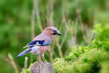 pták, sojka, volně žijících živočichů, pěvec, fauna, zvíře, Příroda, modrý, dravé ptáky