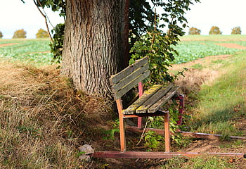 dřevěné lavice, lavice, sedadlo, banka, základnu klidu, podzim, odpočinek, Příroda, odpočívadlo, idylický, zvětralý