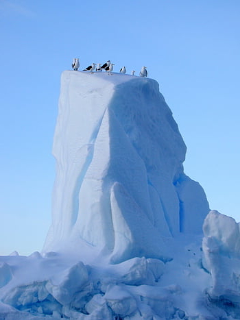 Antartide, ghiaccio, iceberg, gabbiani, natura, antartico, polare, congelato, viaggio, naturale
