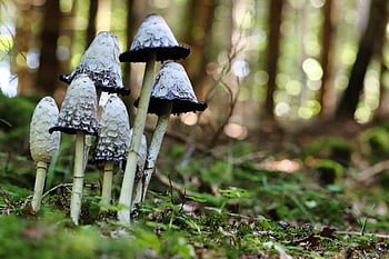 houby, mykologie, les, Příroda, zblízka