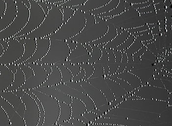 white spider web, monochrome image, dew drops, textured pattern, spider web, detailed image, monochrome photography, dew-covered web, spider web texture, nature photography, web pattern