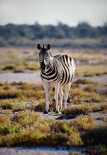 zebra, plains, nature, wildlife, animal, wild, mammal, etosha National Park, africa, namibia