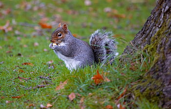 squirrel, rodent, foraging, eating, wildlife, forest, wilderness, nature, animal, animal World, verifiable Kitten