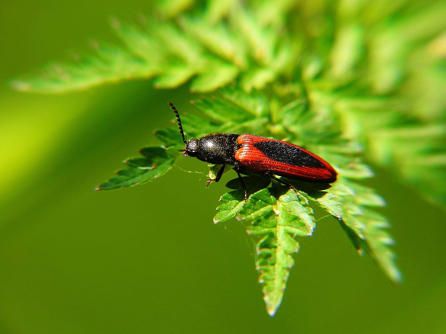 worm, nature, insect, macro, the Beetle
