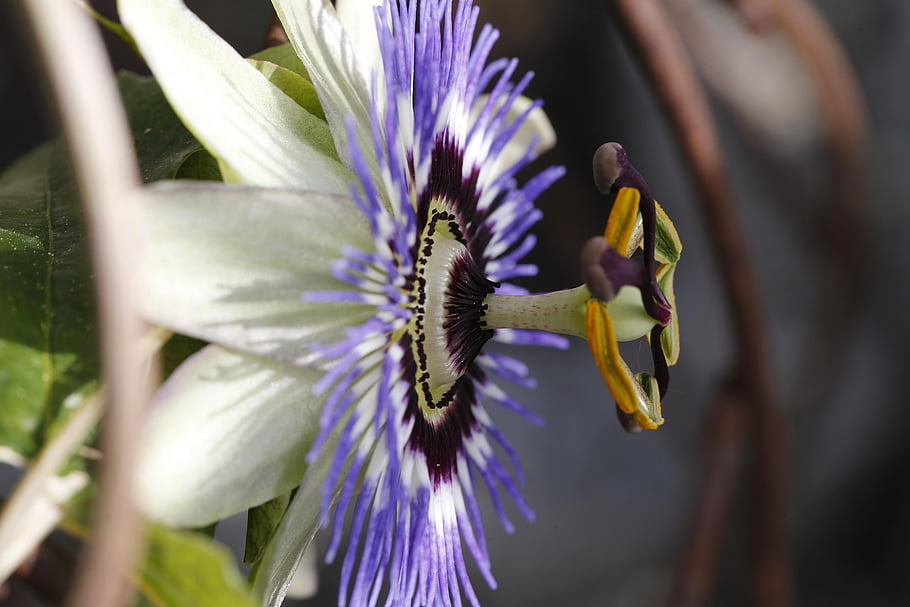mučenka, květ, krásné květiny, květinové tapety, passiflora, rostlina, Příroda, okvětní lístky, flóra, zblízka, nachový