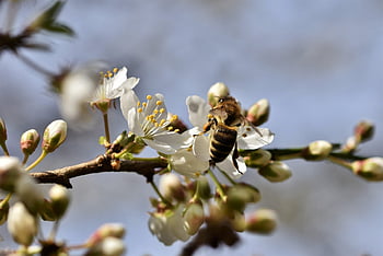 bee, honey Bee, insect, pollen, nectar, collect, nature, blossom, bloom, plum Blossom, plum Tree