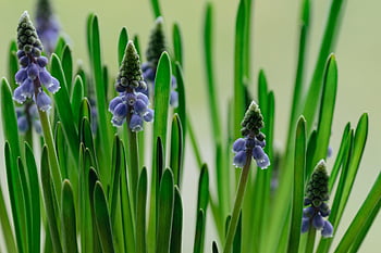 květiny, hyacinty, zahrada, květinové tapety, krásné květiny, jaro, Příroda, květinové pozadí, flóra, květ, hyacinthus