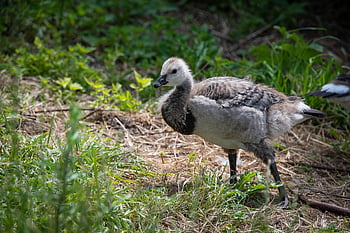 χήνα καναδάς, καναδική χήνα, άγρια ​​ζωή, branta canadensis, πουλί, νησίδες, ζώο, ορνιθολογία, φύση, πτηνά, νεοσσοί καναδικής χήνας