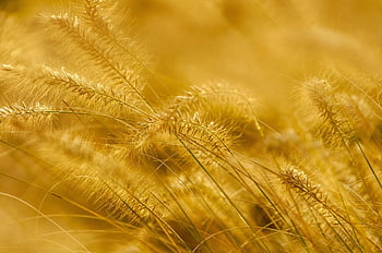 stalks, panicle, plant, grass, grasses, nature, yellow, gold