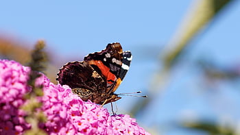 mariposa, insecto, alas, papel tapiz de flores, hermosas flores, mariposa almirante, las flores, polinización, pétalos, floración, fondo de flores