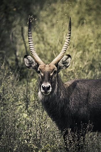 waterbuck, colpo del primo piano, campo erboso, Kenia, Lush praterie, posizione regale, corna distintive, fotografia naturalistica, animale africano, specie di antilope, habitat naturale