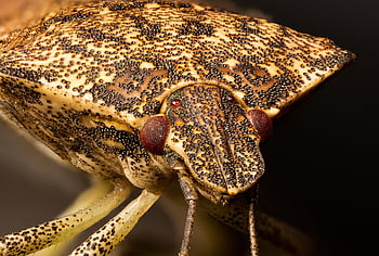 カメムシ、 昆虫、 害虫、 侵入種、 バグ、 マクロ、 閉じる、 昆虫学、 茶色のバグ、 茶色のmarmoratedカメムシ、 茶色の虫