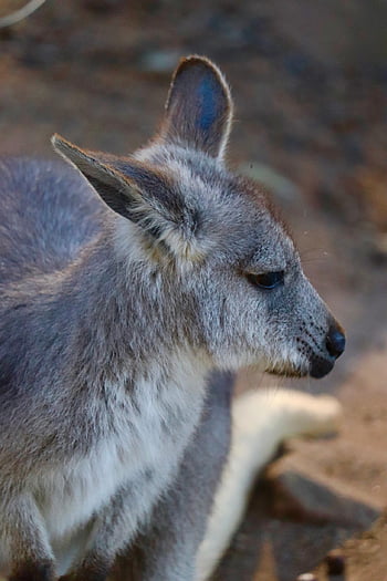 kangaroo, animal, australia, nature, wildlife, joey, wallaby, marsupial, wild, fauna, native