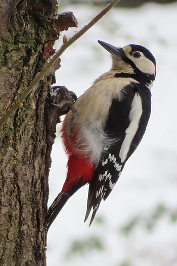 bird, woodpecker, nature, great Spotted Woodpecker, beak, tree Trunk, climb, wildlife