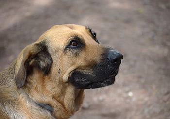 Hund, Tier, Liebe, Befestigung, Treue, Natur, Freund, Haustier, Eckzahn