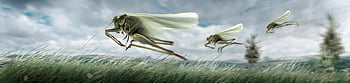 locusts, nature, field, grasshoppers, insects, flight, winged, winged Insects, grass, grassy, fauna