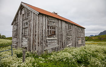 casa di legno, abbandonato, rurale, cortile, carta da parati floreale, fiori, bellissimi fiori, casa deserta, natura, sfondo di fiori, cadente