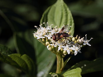 hmyz, létat, entomologie, opylování, rostlina, Příroda, umbel květiny