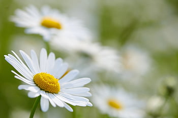 flower, daisies, flower Blossoms, flora, hd Wallpaper, spring, garden, beautiful Flowers, plants, bloom, flower Background
