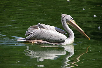 pájaro, pelícano, lago, estanque, ornitología, animal, AVE acuática, aves acuáticas, pájaro acuático, aviar, AVE zancuda