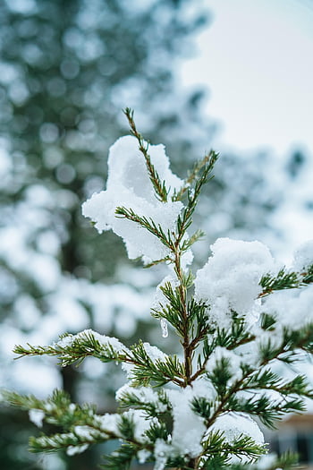 drzewo, sosna, śnieg, las, zimowy, Natura, pora roku, drewno, zimno, świerk, jodła