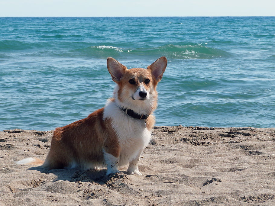 Pes, pembroke welsh corgi, pláž, písek, moře, roztomilý, červená bílá, letní, slunce, těší, poslední dny