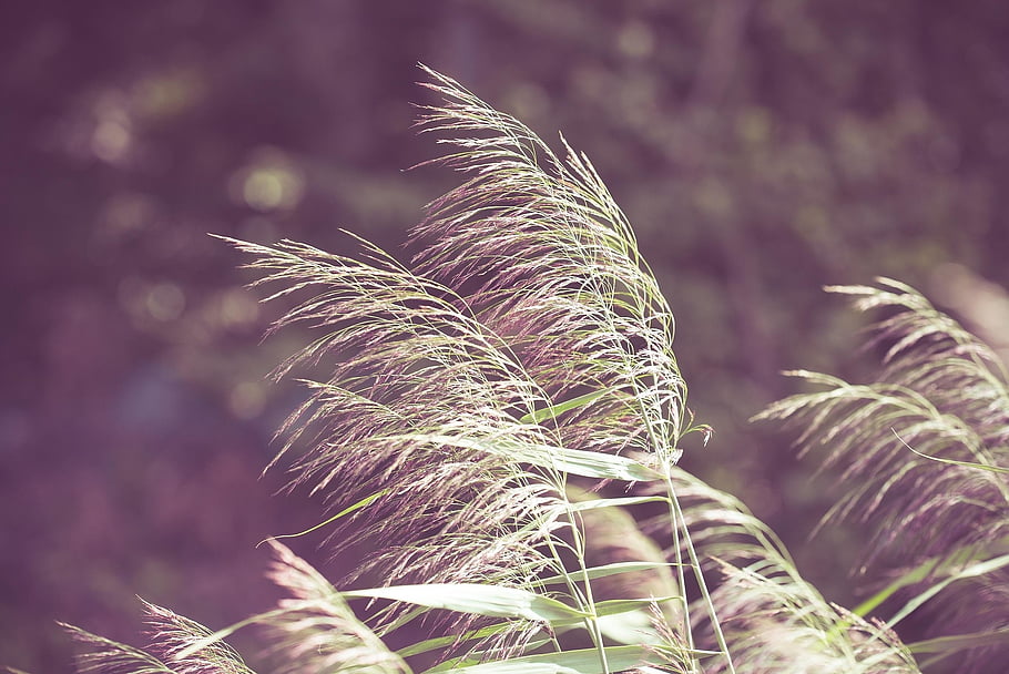 grass, plants, leaves, foliage, wind, nature