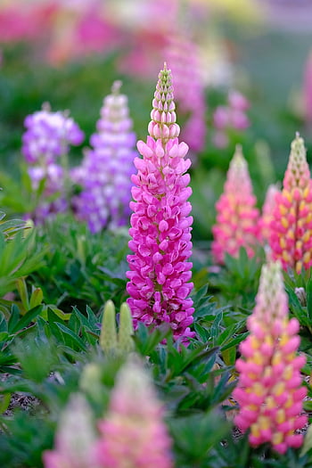 large-leaved Lupine, flowers, plants, petals, bloom, flora, nature, spring, closeup, pink, flower Wallpaper