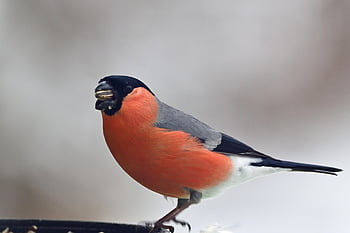 ウソ、 鳴き鳥、 冬、 雪、 コールド、 自然