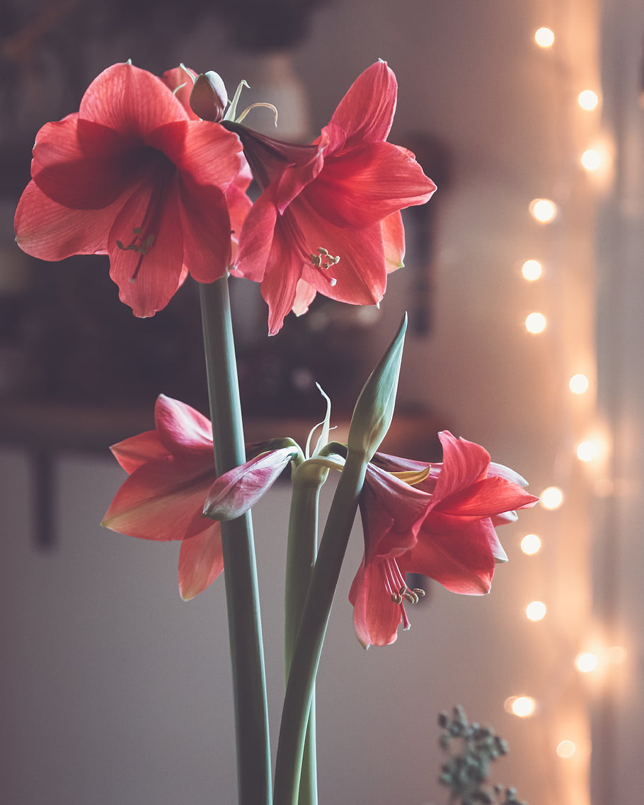 Domov, květiny, světla, Dovolená, výzdoba, uvnitř, pěkný, bokeh, rostlin, zahrada