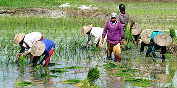 farmers planting, paddy field, Indonesian farmers, rice planting, lush field, wet paddy, agricultural work, traditional farming, rural scene, rice cultivation, group farming
