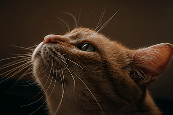 detailní záběr, roztomilá kočka, mourovatá kočka, kníry, jemná srst, klidný, kočičí tvář, Podrobná fotografie, zvířecí portrét, pet fotografování, kočičí funkce