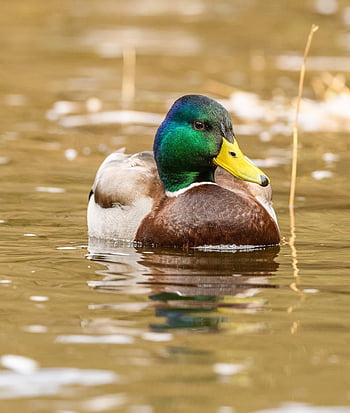 Stockente, Ente, Vogel, anas platyrhynchos, Tier, Gefieder, Schnabel, Wasservögel, Natur, Tierwelt, Vögel beobachten