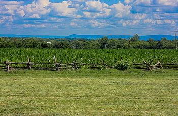 kukuřičného pole, antietam, Maryland, bojiště, venkov, krajina, historický, americká občanská válka