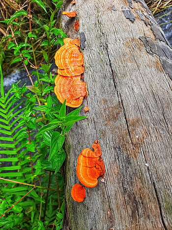 svampe, bagagerum, bark, træ, tørt træ, buske, lingzhi champignon, rismark, træ svamp