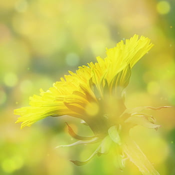 pampeliška, bokeh, květinové pozadí, zblízka, květinové tapety, makro, vše nejlepší ke dni matek, krásné květiny, rostlina, květ, louka
