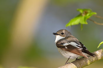 gescheckter Fliegenfänger, Vogel, Tier, Tierwelt, Gefieder, Ast, thront, Natur, Vögel beobachten, Singvogel, Frühling