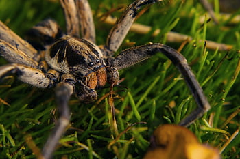 ragno, animale, prato, aracnide, natura, selvaggio, fauna, avvicinamento, araña