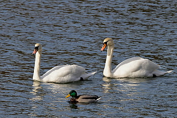 mute Swans, swans, lake, mallard, water Birds, wildlife, winter, bird Watching, ornithology, nature, waterfowls