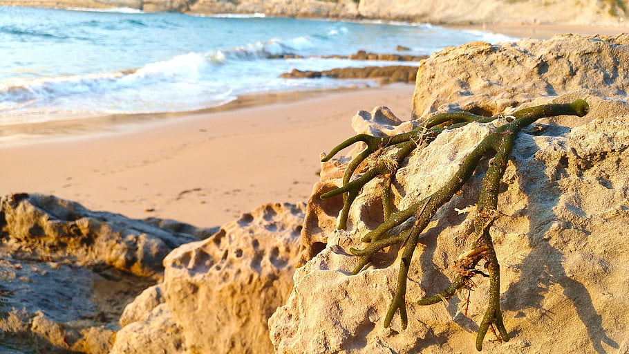 beach, seaweed, outdoors, shore, nature, playa, codium, alga, landscape, sunset, wild