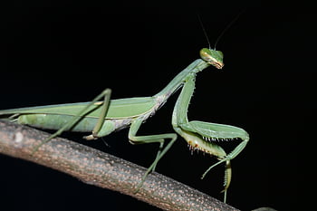 la mantide religiosa, foto Arca, insetto di mantide, mantide in india, mantide verde, Preghiera Nera