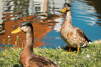 ptáků, kachna, ornitologie, druh, fauna, ptačí, zvířat, volně žijících živočichů, zobák, místo výskytu, divoká kachna