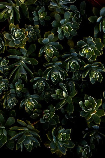green succulent plants, dark green succulents, lush garden setting, detailed succulents, succulent garden, green plants, succulent varieties, garden succulents, succulent textures, succulent close-up, succulent photography