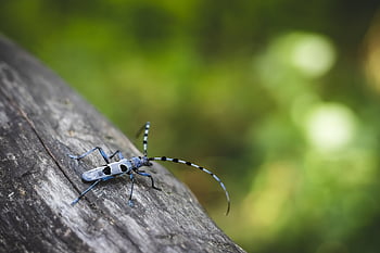 bug, rosalia, rosalia Funebris, longhorn Beetle, beetle, insect, nature, wildlife, animal, antennae, close Up