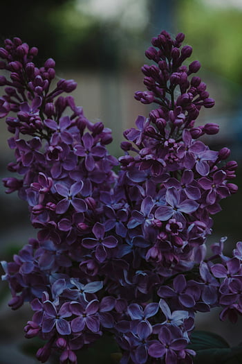 purple lilacs, vibrant purple, delicate petals, close-up flowers, dark backdrop, selective focus, purple petaled plant, lilac flowers, floral photography, nature photography, purple blooms