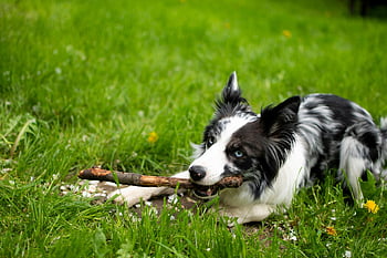 Border Collie, Hündchen, holen, Hund, Haustier, Tier, Säugetier, Natur, Gras, draußen, Eckzahn