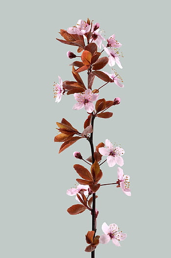 kvetoucí větev, flóra, okvětní lístky, pupen, Crocuta De Corcodus, jaro, botanický, třešeň větev